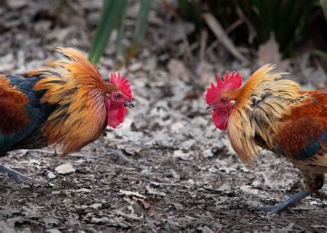 game chicken breeds|chicken coop game.